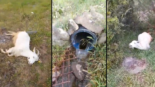 Bergama'da ‘arıtma' dehşeti: 10 keçi can çekişe çekişe öldü!