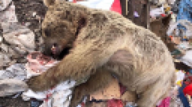 Beslenmek için çöplüğe gelen ayı öldürüldü