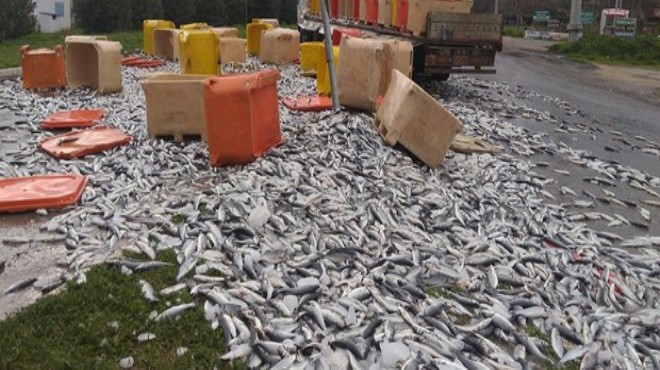 Binlerce balık karayoluna yayıldı