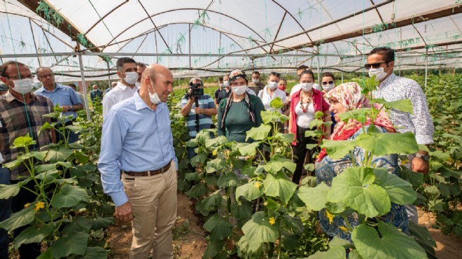 Bir destek de Menderesli üreticiye: Büyükşehir 200 ton salatalık aldı