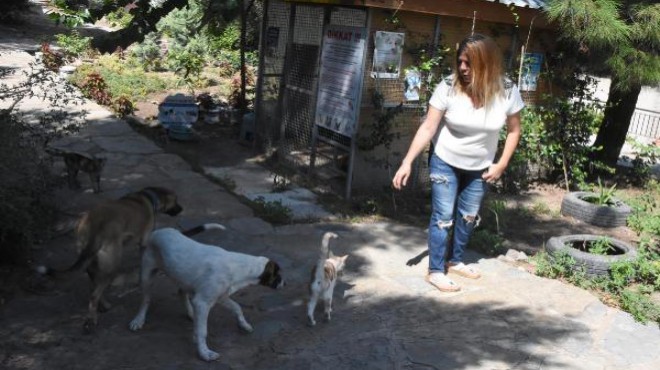 Bornova daki  kedi-köpek gerilimi  tatlıya bağlandı!