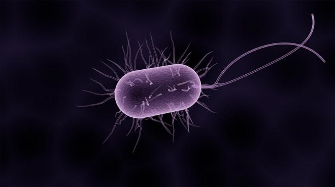Bu bakteriye dikkat: İngiltere de 12 can aldı!