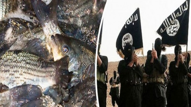 Bu da oldu: IŞİD balık işine girdi!