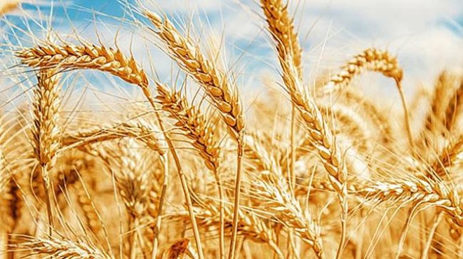 “Buğdayın Akdeniz yolculuğu”nda 2. perde