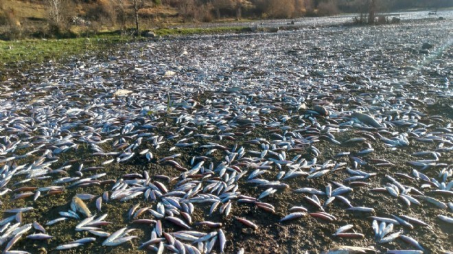 CHP’li Bakan ‘balık ölümlerini’ Meclis’e taşıdı