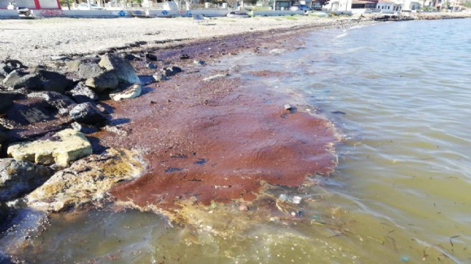 CHP li Bakan, Foça daki deniz kirliliğini meclise taşıdı