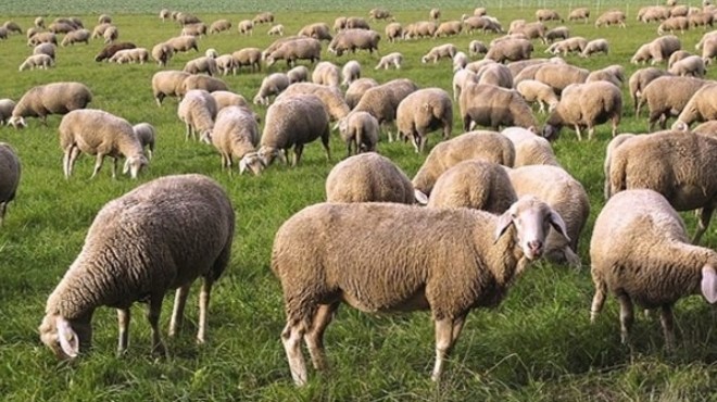 CHP li Sertel: 500 bin koyun dendi, 80 bin dağıtıldı