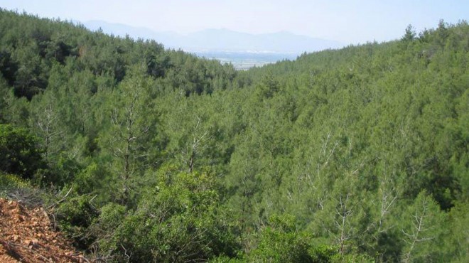 Danıştay dan Manisa daki 2 milyon ağaçla ilgili flaş karar!