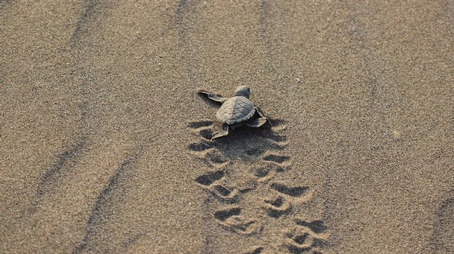 Deniz kaplumbağaları 5 sahilde  ahşap bariyerler  ile korunacak