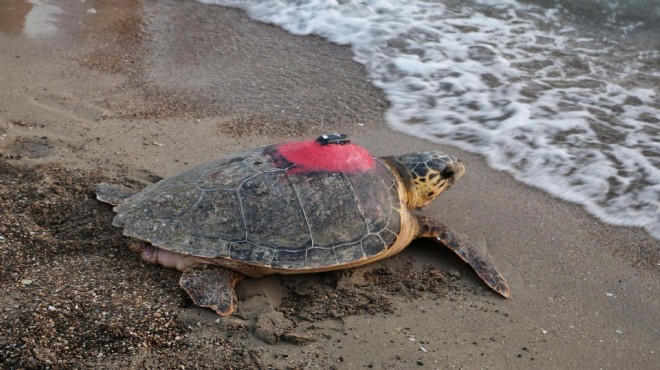 Deniz kaplumbağası  Tuba dan 3 aydır sinyal yok!
