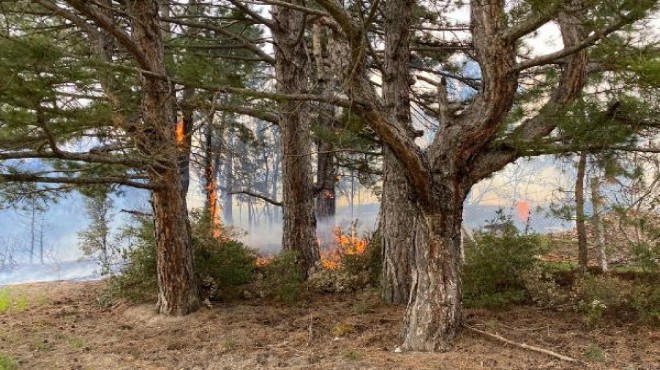 Denizli de orman yangını: 4 hektar alan kül oldu