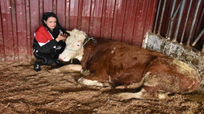 Depremde enkazdan çıkarılan inekler, İzmir de rehabilite ediliyor