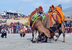Menemen deki deve güreşlerini 30 bin kişi izledi