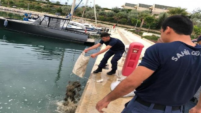 Didim de deniz patlıcanı avına 24 bin lira ceza!
