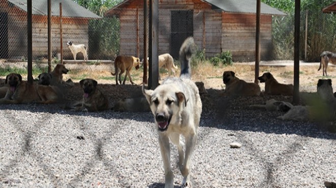 Diyarbakır da belediyeye barınaktaki hayvanlara şiddet tepkisi