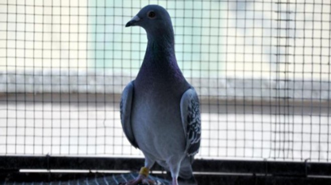 Dünyanın en pahalı güvercini sahibini buldu