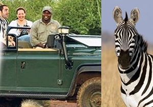 Formalı safari hayatına mal oldu