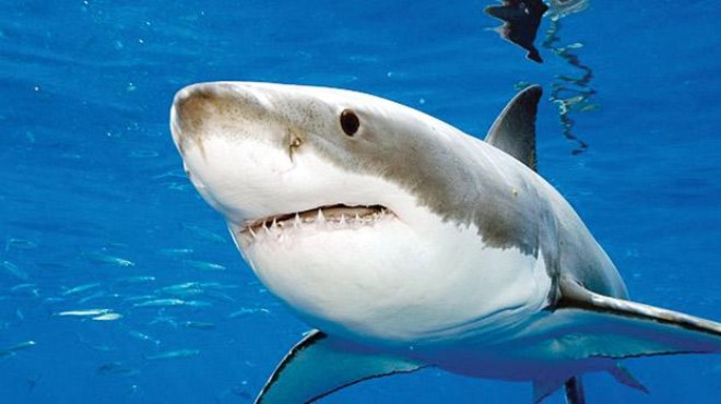 Ege Denizi’nde 2 tonluk ‘Jaws’ yakalandı