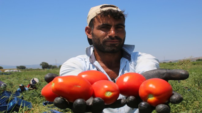Ege nin domates bahçesi Manisa da hasat başladı