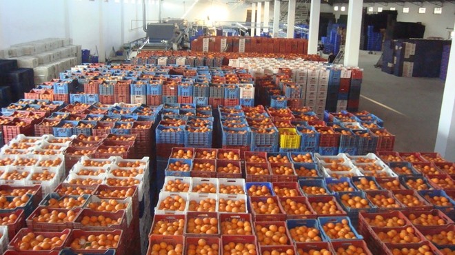 Ege yaş meyve-sebze ihracatında sevindiren rakamlar