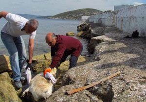 Kuşadası ndan kötü haber: Akdeniz Foku karaya vurdu