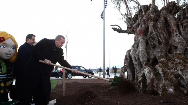 Erdoğan dan  Ağaç Dikme Bayramı  önerisine destek