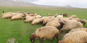 Ermenistan sınırını geçen Türk çoban öldürüldü 