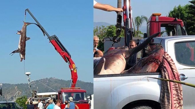 Fethiye de balıkçıların ağına 400 er kiloluk 2 köpek balığı takıldı