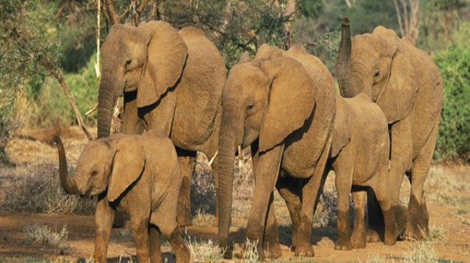 Fil sürüsü köye saldırdı: 1 ölü