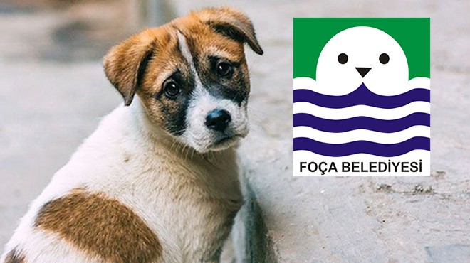 Foça Belediyesi nden sokak hayvanları hakkında açıklama