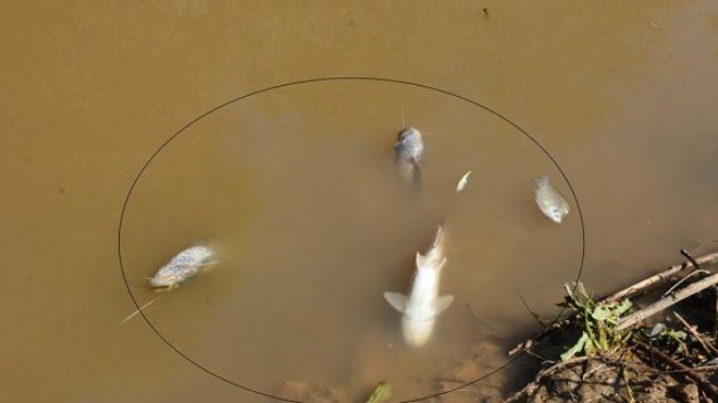 Gediz Nehri nde korkutan olay: Ölü balıklar kıyıya vurdu!
