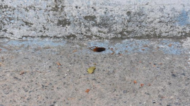Hamam böcekleri İzmir de o mahallelinin kabusu oldu
