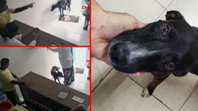 Hasta köpek kendi kendine veterinere gitti