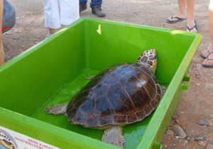 Yüz kilometrede bir kaplumbağa taşıma tankı dönemi