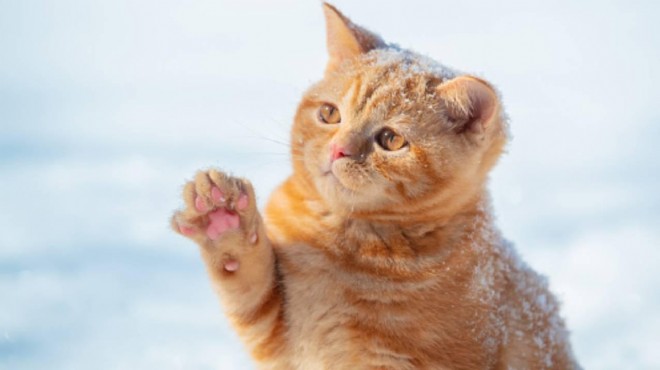 Hayvana eziyet davası: Kediye 100 euro tazminat ödenecek