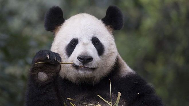 Hayvanat bahçesi virüsten kapandı... Nesli tükenmekte olan pandalar 10 yıl sonra ilk kez çiftleşti