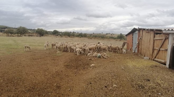 Hayvanlarda hastalık çıktı: 15 köy karantinada!