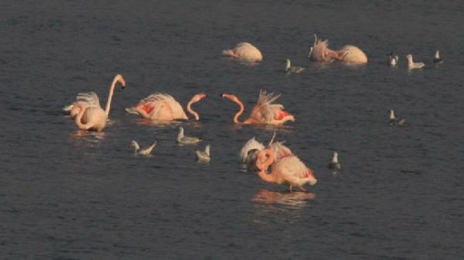 İnciraltı flamingo cennetine döndü!