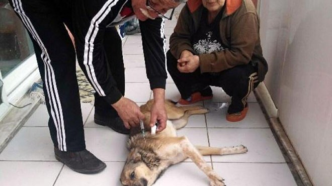 İzmir’de 11 köpeği zehirlediler