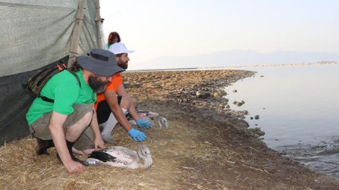 İzmir de 176 flamingo yavrusu halkalandı