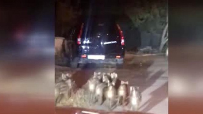 İzmir de aç kalan domuzlar şehre indi