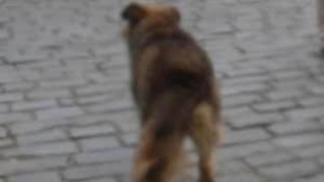 İzmir de acı olay.... 14 yaşındaki kızı köpek korkusu öldürdü