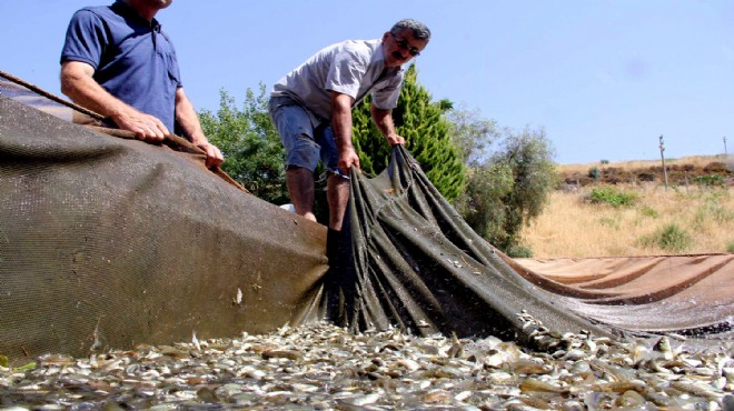 İzmir de barajlara 1 milyon 450 bin yavru balık