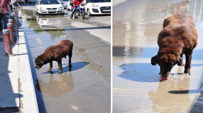 İzmir de  can dostlar ın su çaresizliği