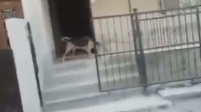 İzmir’de dehşete düşüren görüntüler: Sokak hayvanına…