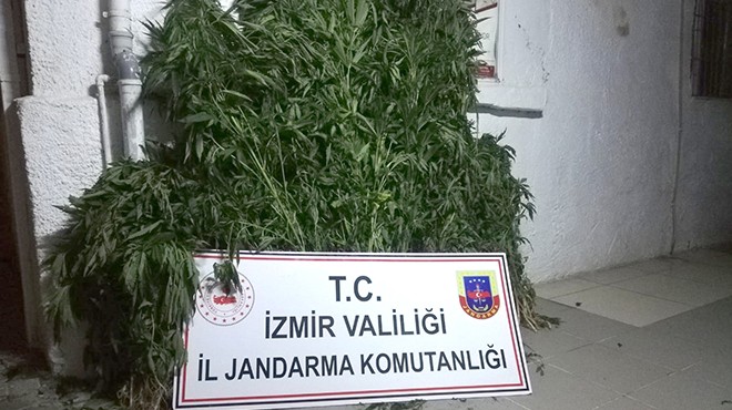 İzmir de hazine arazisinde uyuşturucu bulundu