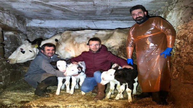 İzmir de inek dördüz doğurdu, görenler şaştı kaldı!