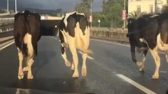 İzmir de özgürlüğüne düşkün 3 inek trafiği alt üst etti!