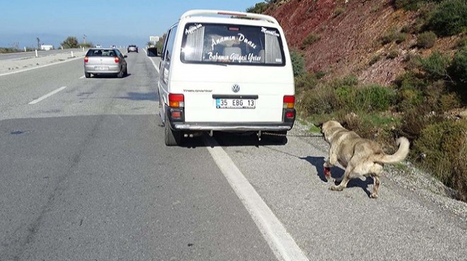 İzmir’de köpeğe işkenceye çifte ceza!