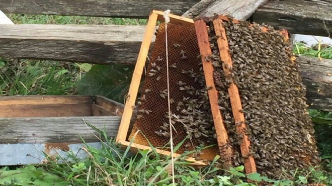 İzmir de korkutan olay: 150 arı kovanı bir anda telef oldu